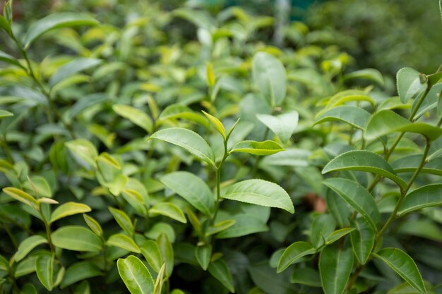 Верх листьев зеленого чая на утренней чайной плантации