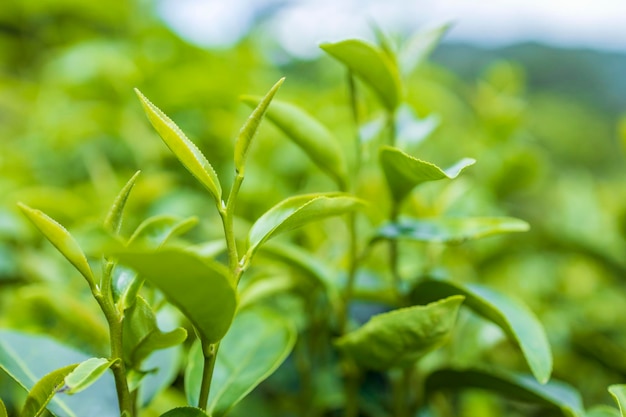 Top of Green tea leaf in the morning tea plantation