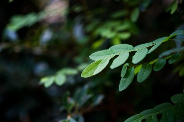 Top green tea leaves of soft tea leaves Nature travel ideas With copy space