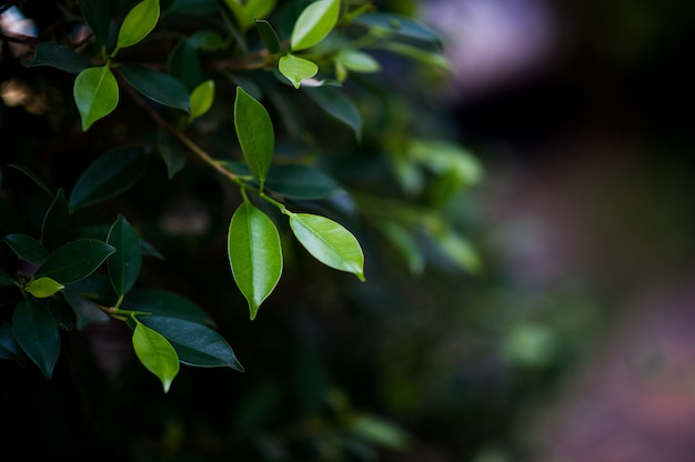 부드러운 녹차 잎의 최고 녹차 잎 자연 여행 아이디어
