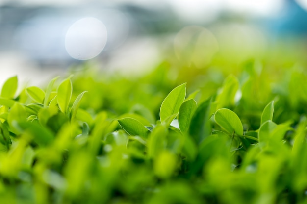 Top groene theeblaadjes van zachte theeblaadjes. Ideeën voor natuurreizen