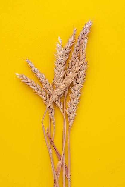 Top macro view of wheat ears on a yellow surfaces