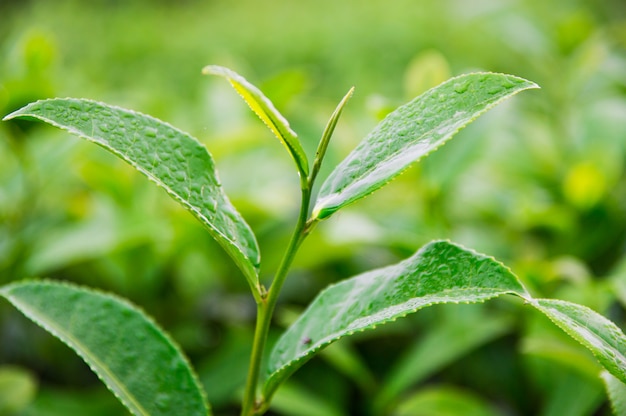 写真 農場で茶葉の上