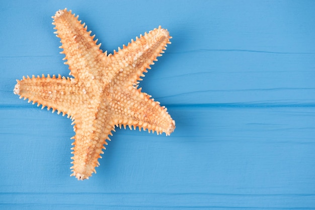 Top above overhead view close-up photo of single starfish placed to the left side isolated on blue wooden background with copyspace