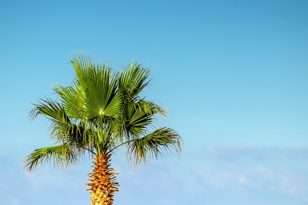 Top palm tree against blue sky.