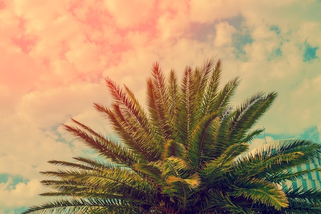 The top of palm trees on the cloudy sky background