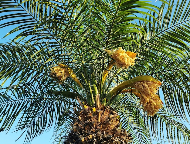 Top part of the lush date palm tree against the blue sky