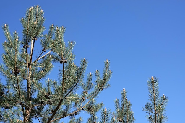 Top of pine tree branches with young green sprouts and old cones against clear cloudless blue sky