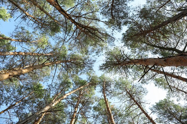 Foto cima dei pini contro cielo blu. tempo libero attivo