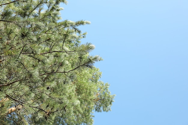 Top of pine trees against blue sky. Active leisure
