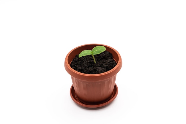 Top or side view of a young plant in a pot on a white background cucumber seedling