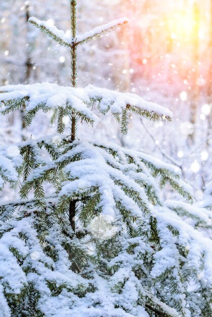 The top of a small tree in the forest