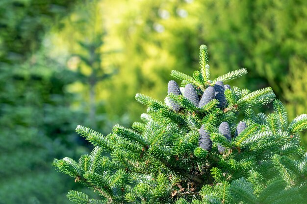 The top of a spruce tree with purple cones illuminated by the morning sun against a background