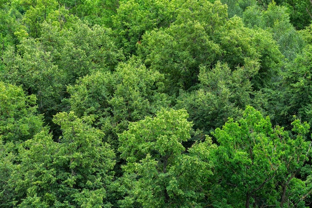 Top of summer green linden forest solid foliage pattern background