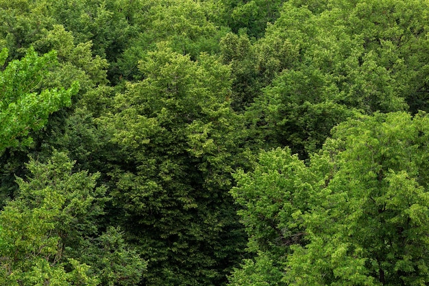 Top of summer green linden forest solid foliage pattern background