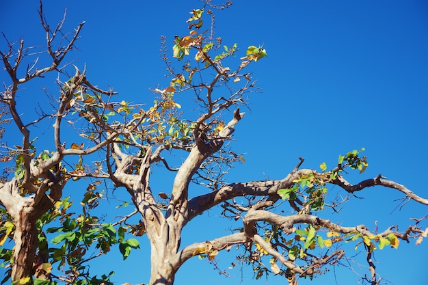 Top of tree branches against blue sky for nature and environment concept