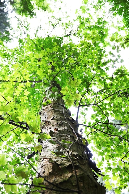 Top of tree in forest