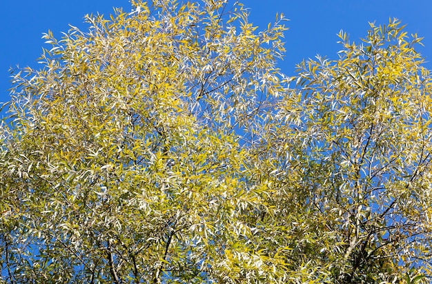 The top of the tree with foliage