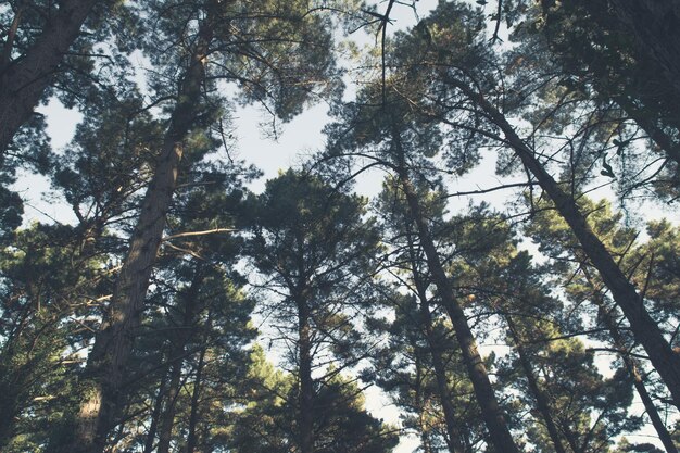 Top of trees on sunny day from below perspective Vintage effect