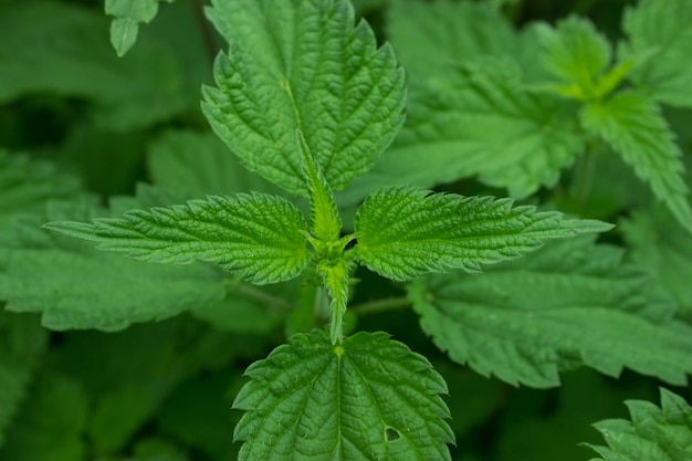 Top of two leaves of young green dioecious nettle