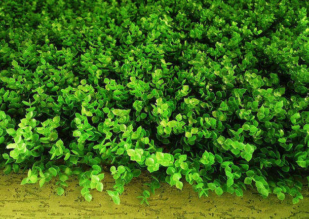 Top uitgelijnde groene decoratie plant struiken achtergrond