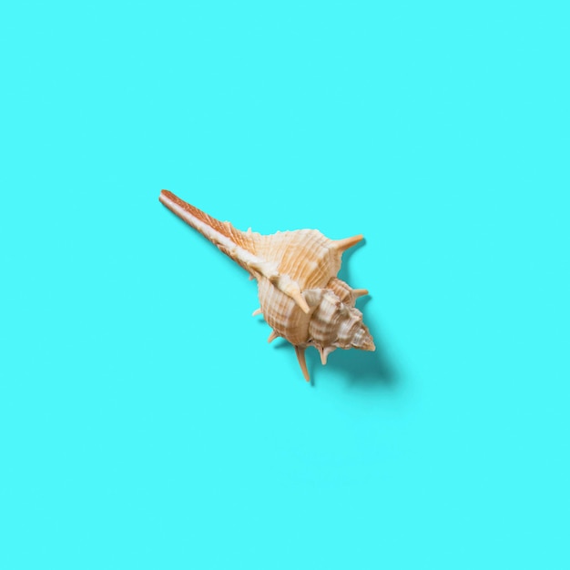 Top up up view seashell isolated on blue background suitable for your design project