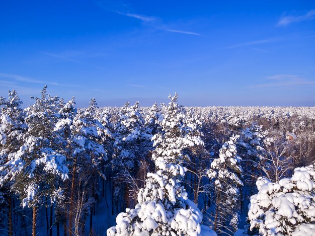 Top van bomen in de sneeuw Bos luchtfoto blauwe lucht op achtergrondkleur