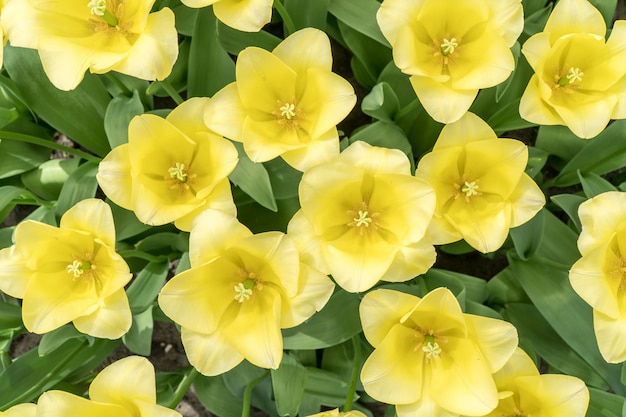 Top van mooie gele tulpen