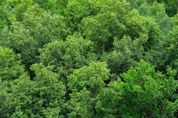 Top van zomer groen lindebos solide gebladerte patroon achtergrond