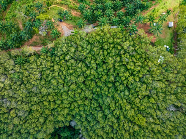 Top view aerial shot of the palm grove with green trees forestpalm grove and shadows from palm treesAmazing nature trees background