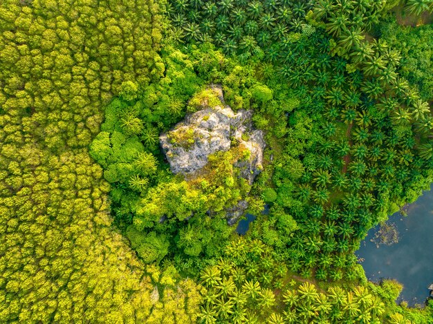 Top view aerial shot of the palm grove with green trees forestpalm grove and shadows from palm treesAmazing nature trees background