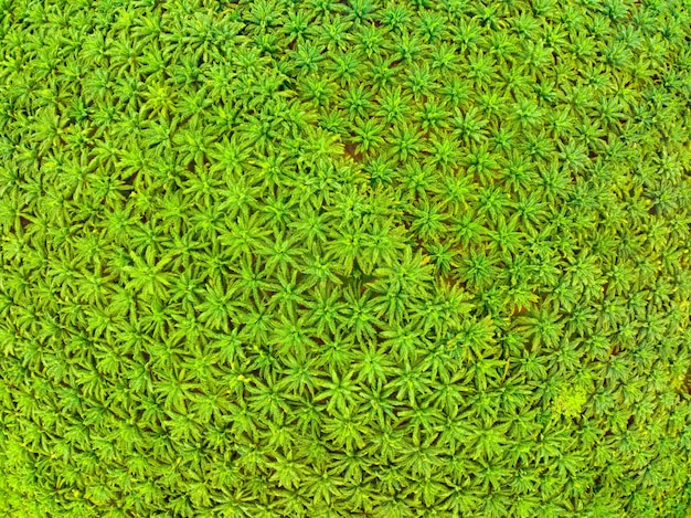 Foto top vista aerea della palmaia con alberi verdi foresta palmaia e ombre da palme natura sorprendente alberi sullo sfondo