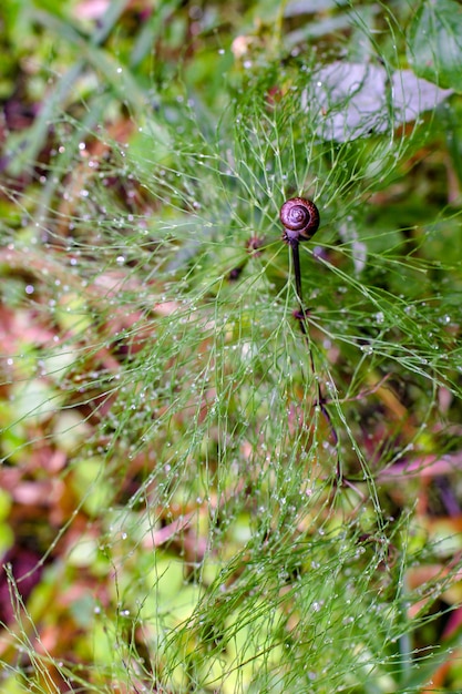 Top view of the air bush with dew and snail on the tip. Focus on the snail. Beautiful fabulous background. Downstairs blurred leaves and grass.