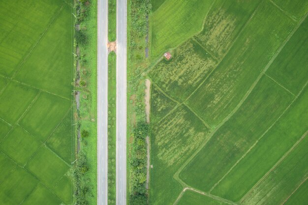 Top view asphalt road in the middle of green young rice fields 