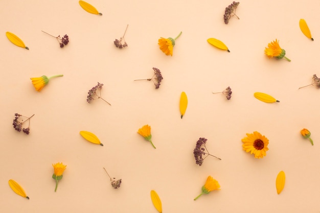 Foto vista dall'alto assortimento di petali di fiori