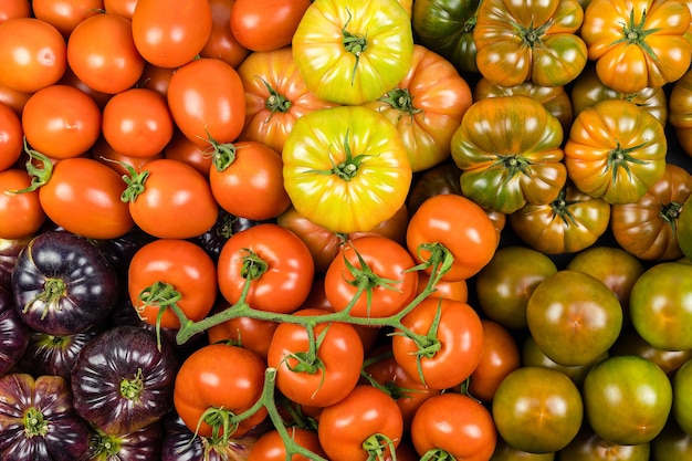 다양한 종류의 토마토, 건강 식품의 상위 뷰 구색. 슈퍼마켓.