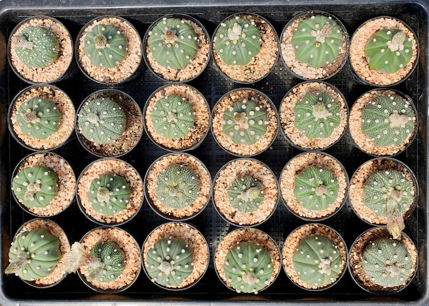 Top view Astrophytum asterias in cactus farm