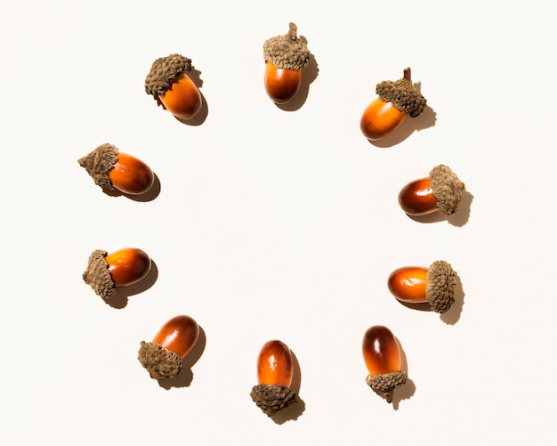 Photo top view of autumn acorns in circle