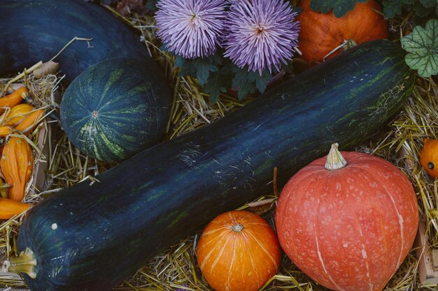 トップビュー ⁇ 秋の背景 ⁇ 秋の静物 ⁇ さまざまな種類の南瓜とズッキーニ