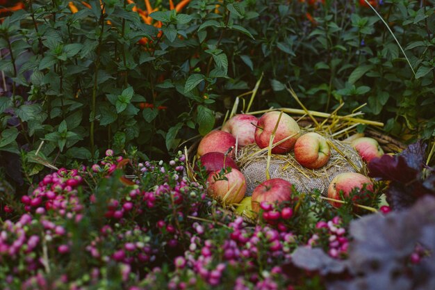 top view autumn composition with still life of harvest apples canvas fabric grass and flowers