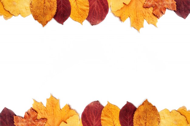 Top view of autumn leaves on white background