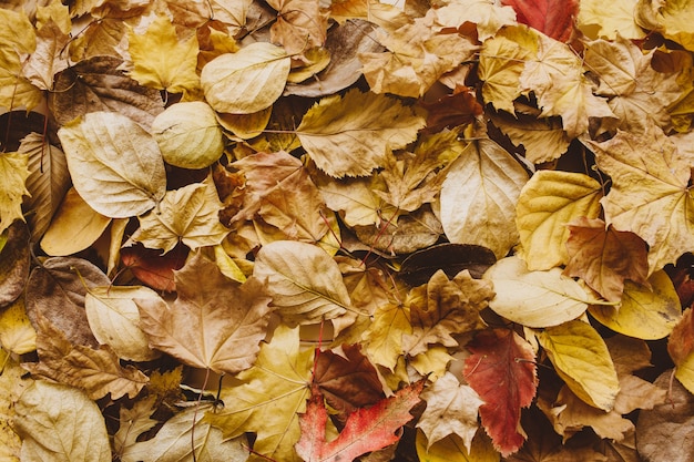 Top view of autumn leaves