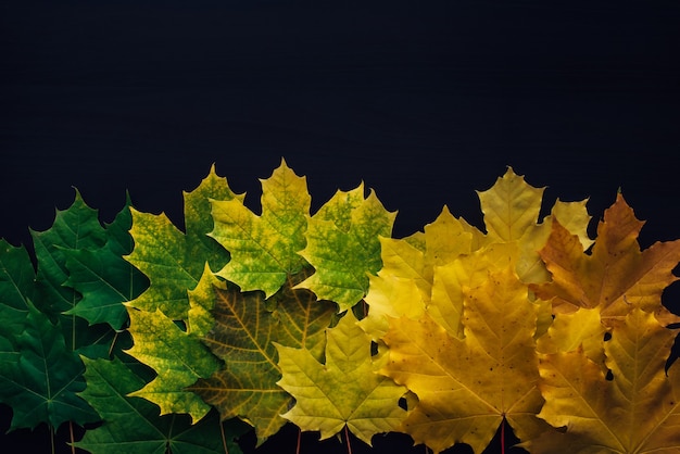 Top view of autumn maple leaves