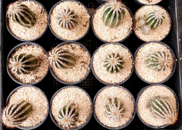 Photo top view of baby cactus in a pot at the cactus farm