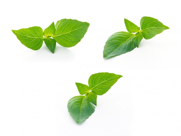 Top view of basil leaves ingredient food on white