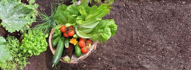 Top view on  basket filled with colorful fresh vegetables in the garden with empty space of dirt