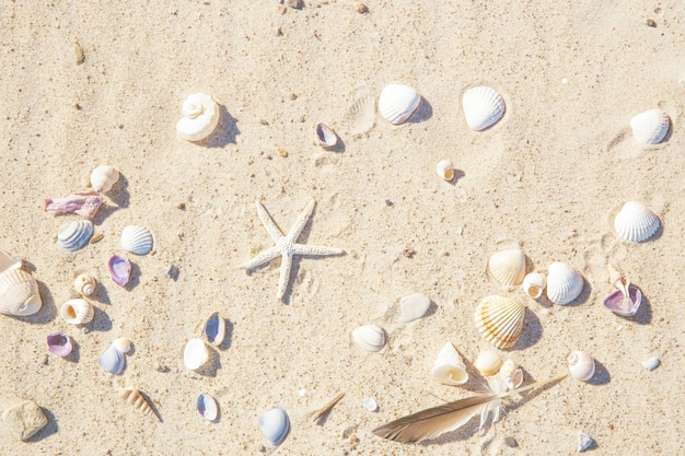 Top view of Beach sand with shells and starfish summer background concept vintage tone