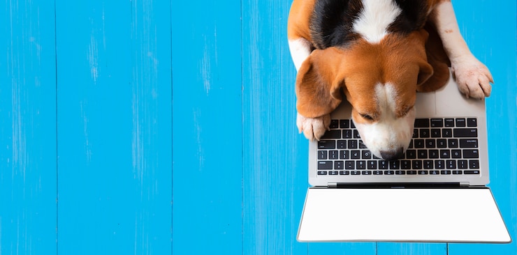 Photo top view, a beagle dog working with a blank screen notebook computer on a blue wooden wall