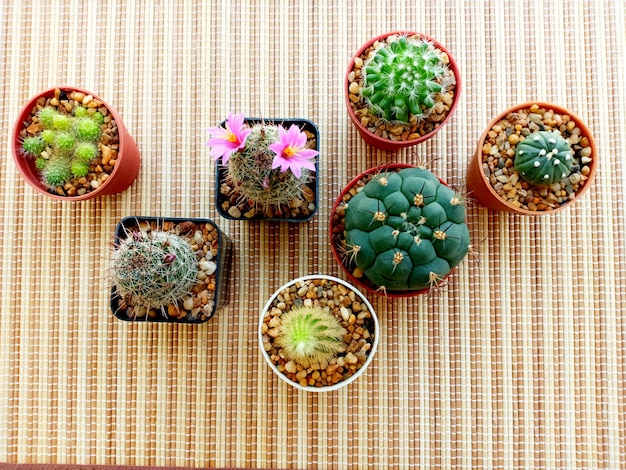 Top view beautiful cactus in a pots