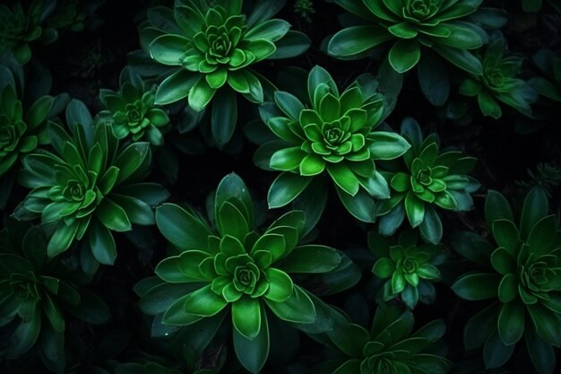 Top view beautiful green plant